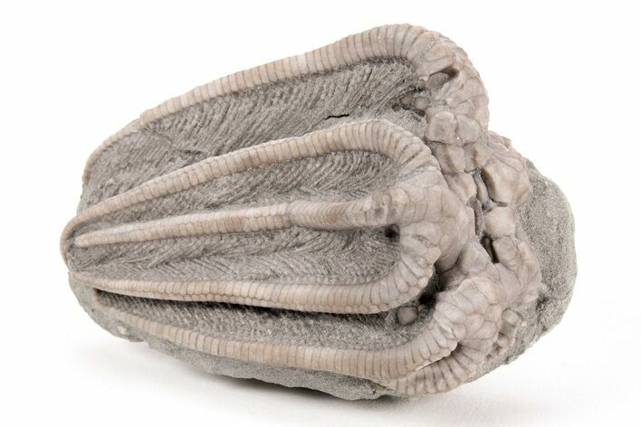 Fossil Crinoid (Agaricocrinus) - Crawfordsville, Indiana #214463